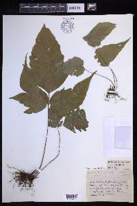 Tectaria heracleifolia image