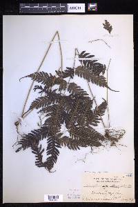 Pteridrys syrmatica image