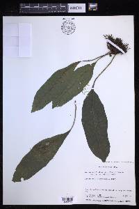 Dracoglossum plantagineum image