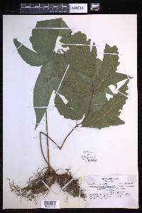 Tectaria trifoliata image