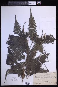 Pteridrys syrmatica image