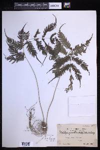 Pteridrys syrmatica image