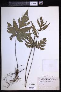 Tectaria bamleriana image