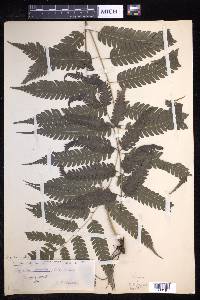 Pteridrys syrmatica image