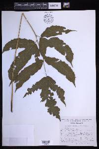 Tectaria heracleifolia image