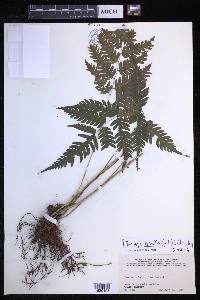 Pteridrys syrmatica image