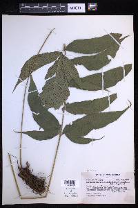 Tectaria incisa image