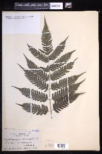 Pteridrys syrmatica image