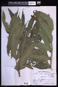 Tectaria heracleifolia image