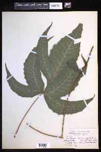 Tectaria heracleifolia image