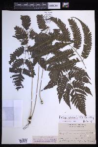 Pteridrys syrmatica image