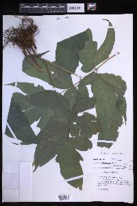 Tectaria heracleifolia image