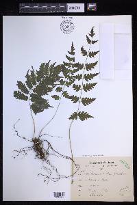 Pteridrys syrmatica image