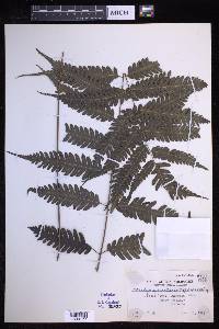 Pteridrys syrmatica image