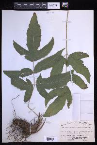 Tectaria heracleifolia image