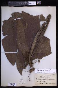 Tectaria beccariana image
