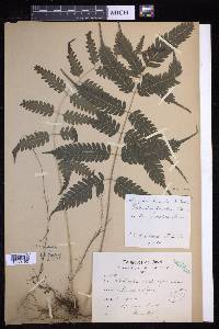 Pteridrys syrmatica image