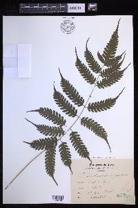 Pteridrys syrmatica image