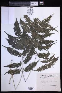 Pteridrys syrmatica image