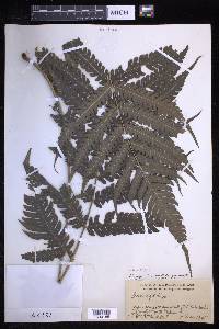 Pteridrys syrmatica image