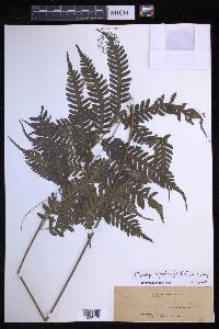 Pteridrys syrmatica image