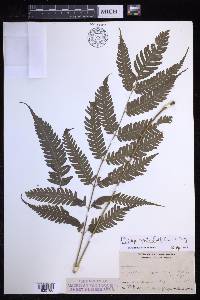 Pteridrys syrmatica image