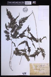 Pteridrys syrmatica image