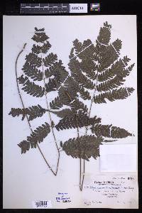 Pteridrys syrmatica image