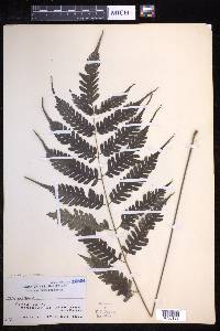 Pteridrys syrmatica image