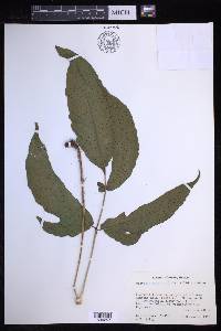 Tectaria heracleifolia image