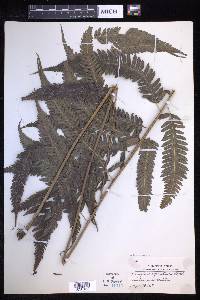 Pteridrys syrmatica image