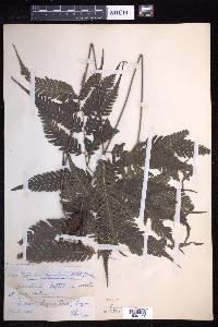 Pteridrys syrmatica image