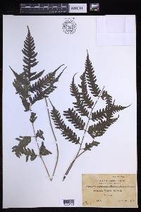 Pteridrys syrmatica image