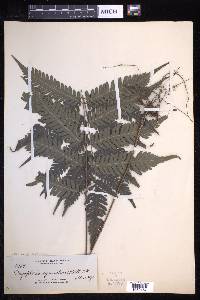 Pteridrys syrmatica image