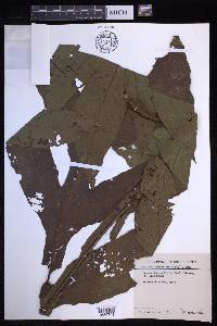 Tectaria beccariana image