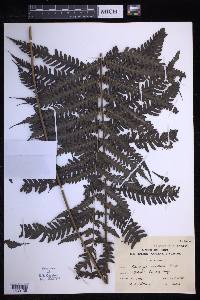 Pteridrys australis image