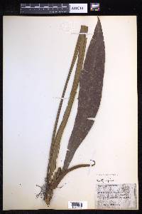 Tectaria panamensis image