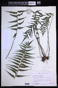 Asplenium neobrackenridgei image