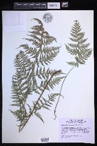 Dryopteris cinnamomea image