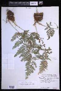 Dryopteris cinnamomea image