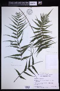 Asplenium neobrackenridgei image