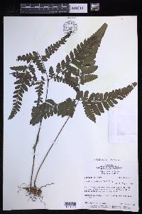 Triplophyllum protensum image