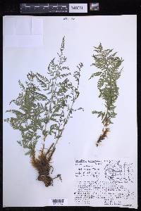 Dryopteris cinnamomea image