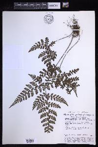 Triplophyllum protensum image