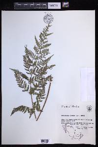 Dryopteris futura image