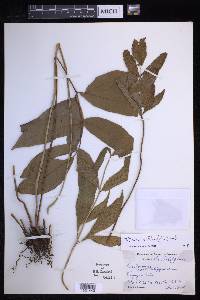 Tectaria siifolia image