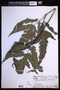 Tectaria latifolia image