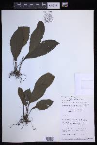 Dracoglossum plantagineum image