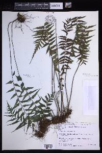 Asplenium neobrackenridgei image