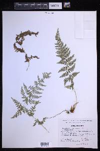 Dryopteris cinnamomea image